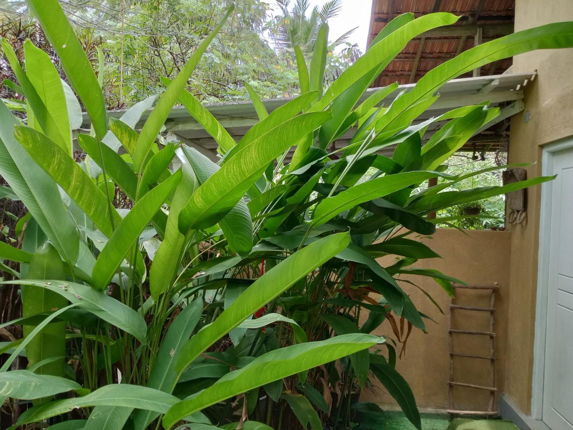 Hiriketiya Mahi Surf Apartment Dikwella Exterior foto